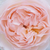 Różowy  - Angielska róża - Ausreef